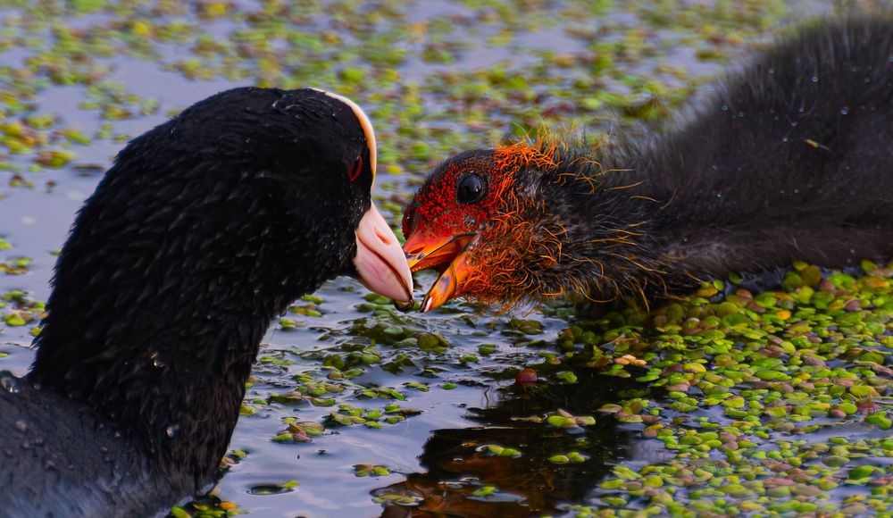 Photograph by Марина Шоркина