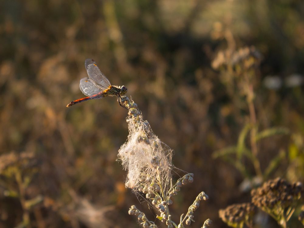 Фотография автора Дарья Рогозина