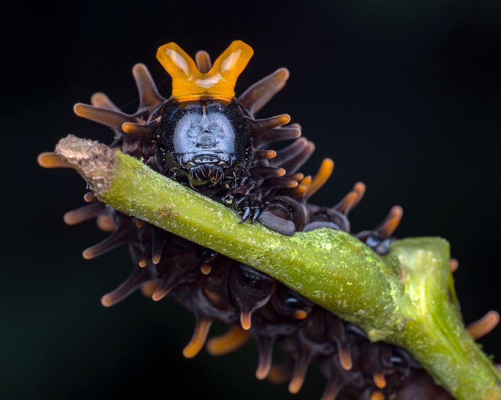 Photograph by Marcus Kam