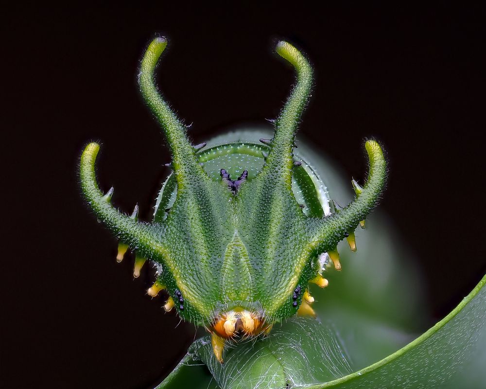 Photograph by Marcus Kam