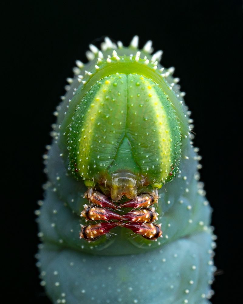 Photograph by Marcus Kam