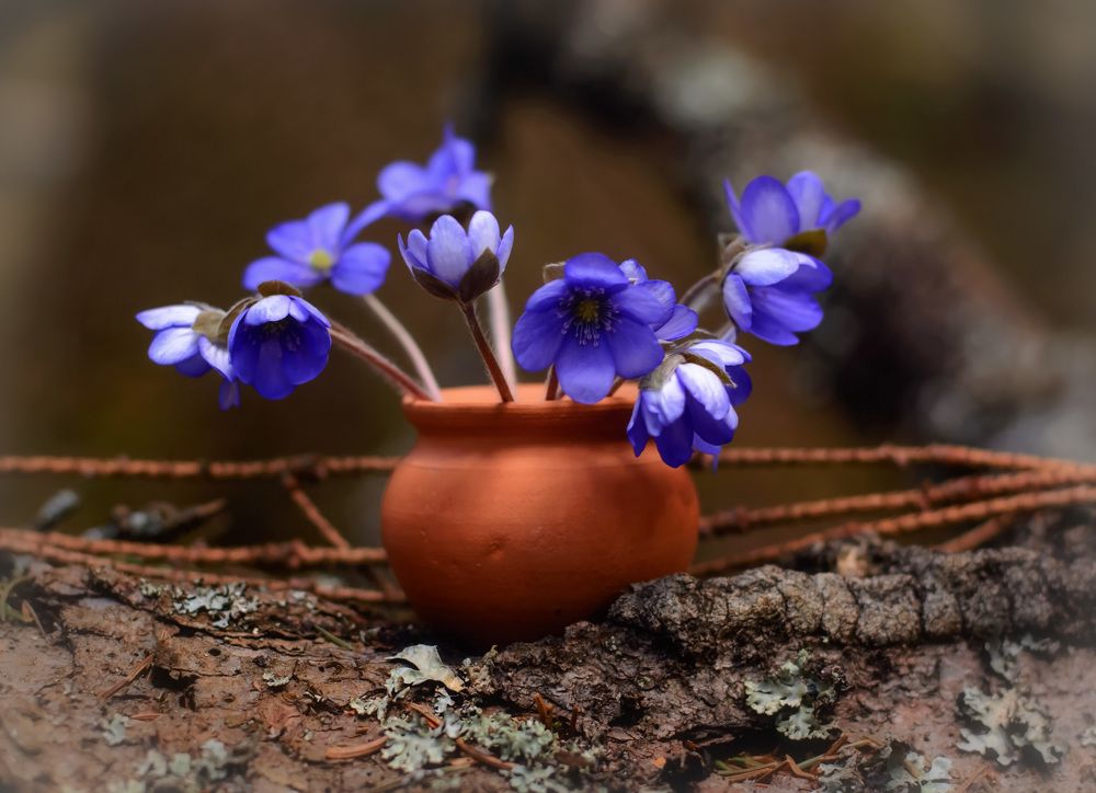 Синеглазая Весна.