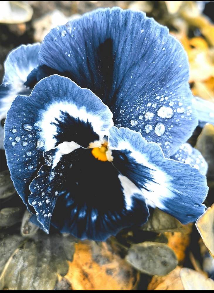 Photograph by Ирина Тихая