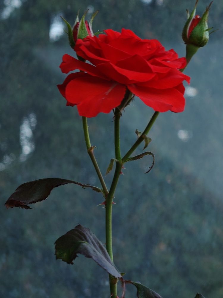 Photograph by Михаил Моисеев