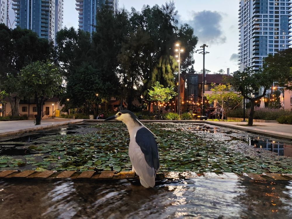 Photograph by NAFTALI KHALMAN