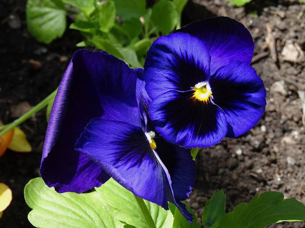 Photograph by Марина Раткун