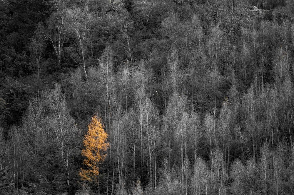 Photograph by Ni Bruce