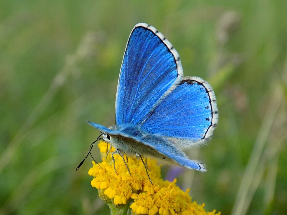 Polyommatus bellargus