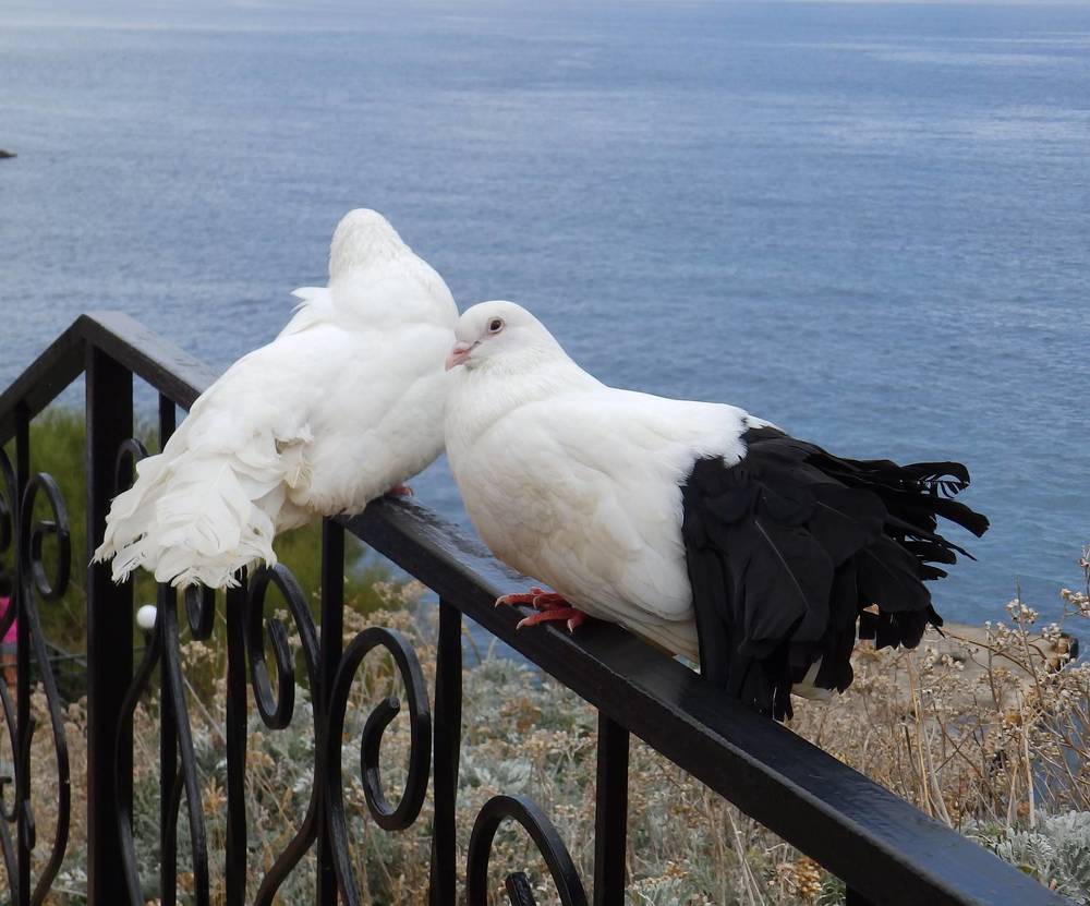 Photograph by Ирина Арканова