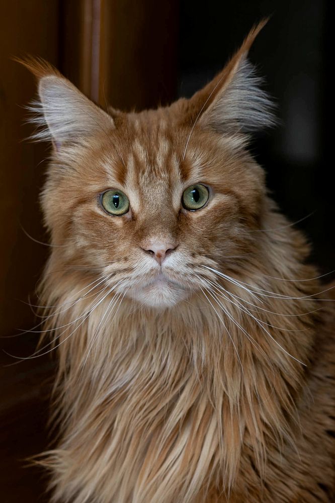 Рыжий Мейн-Кун