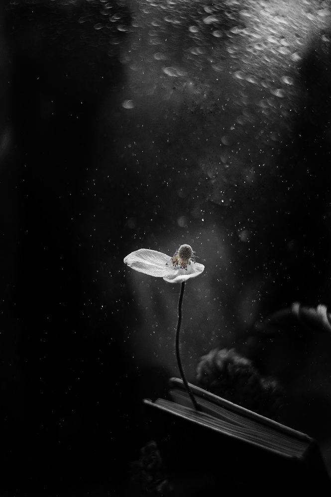 Photograph by Наталья Шленкина