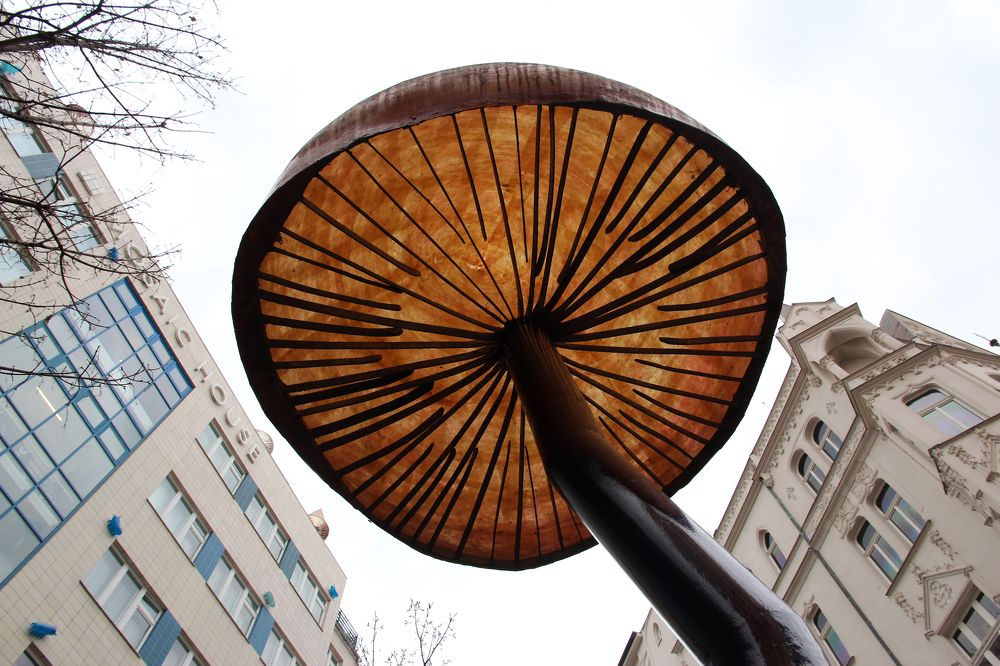 Грибы в Праге