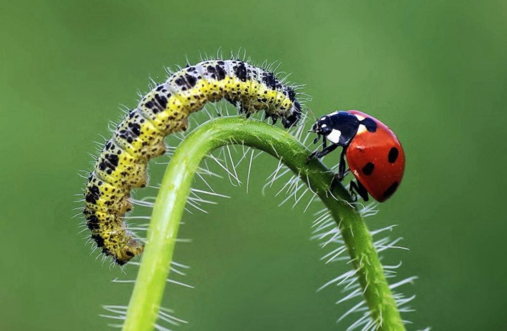Photograph by Savas Sener