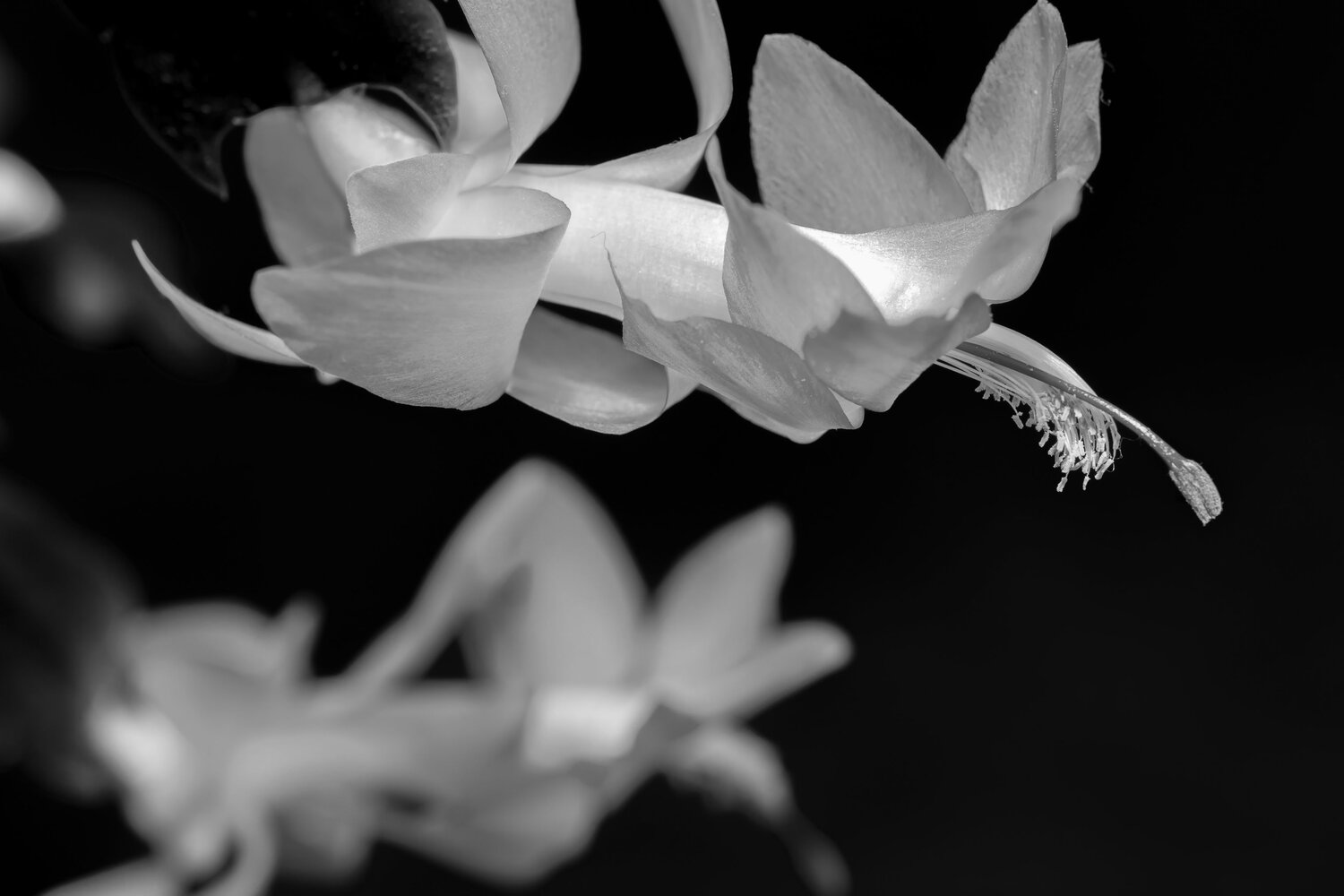 Photo #11325111