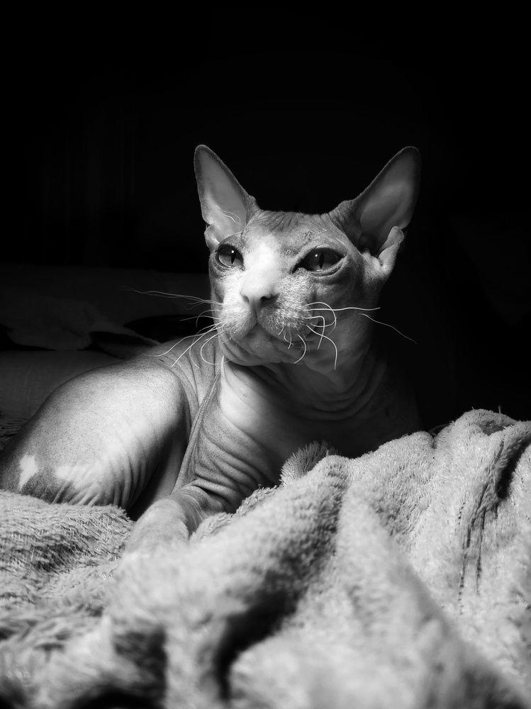 Фотография автора Максим Понькин-Едиханов