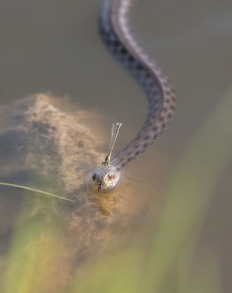 Фотография автора Mohammed sajd Abo ganem