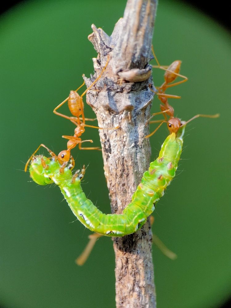 Photograph by Ananta Ghosh