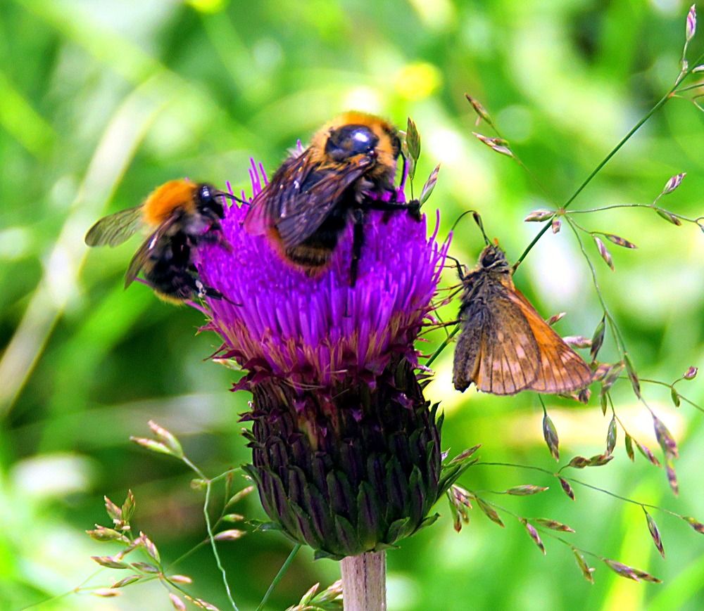 Photograph by Галина Пименова