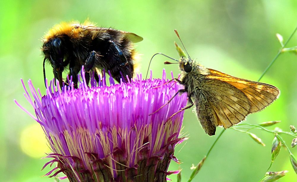 Photograph by Галина Пименова