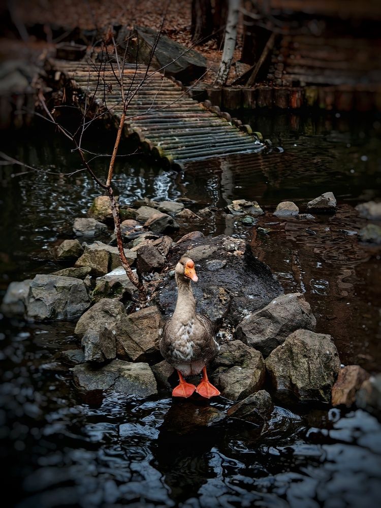 Photograph by Ольга Мажарук