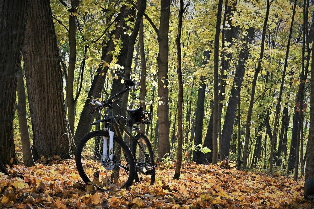 Фотография автора IRINA FILIPPOVA