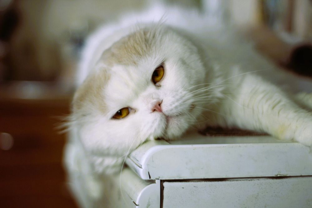 Photograph by Оксана Шарагина