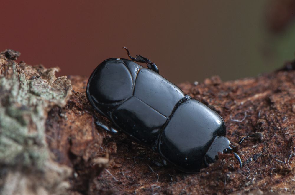 Photograph by Chamara Sulakkhana Polwatta Siriyalage