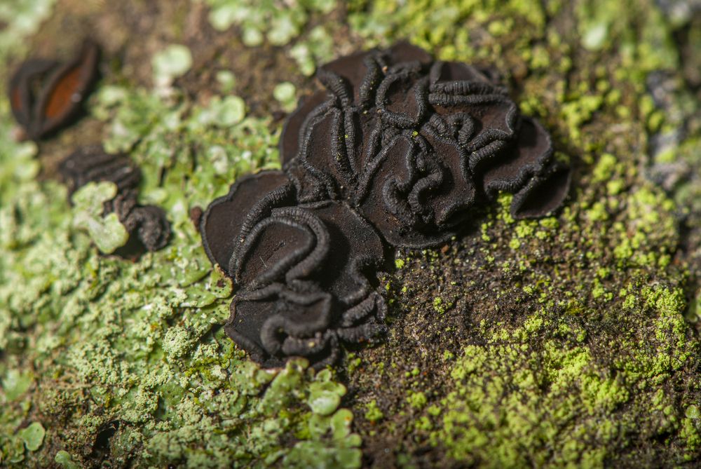 Photograph by Chamara Sulakkhana Polwatta Siriyalage