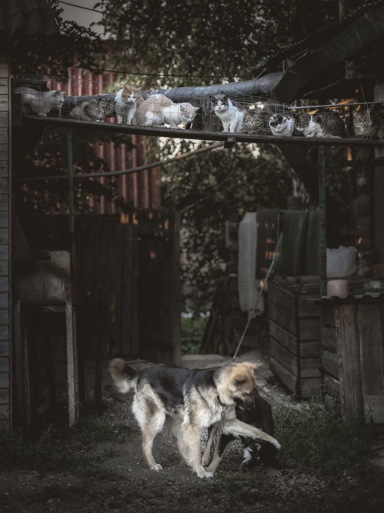 "Невольные зрители"