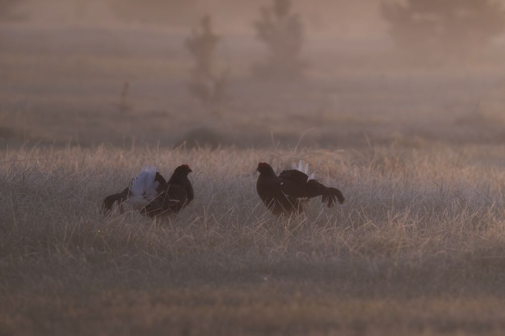 "Утром рано два..."