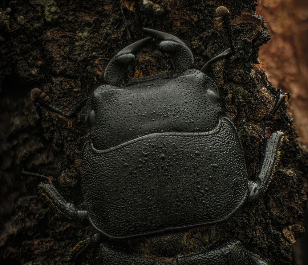 Photograph by Анастасия Подгрушная