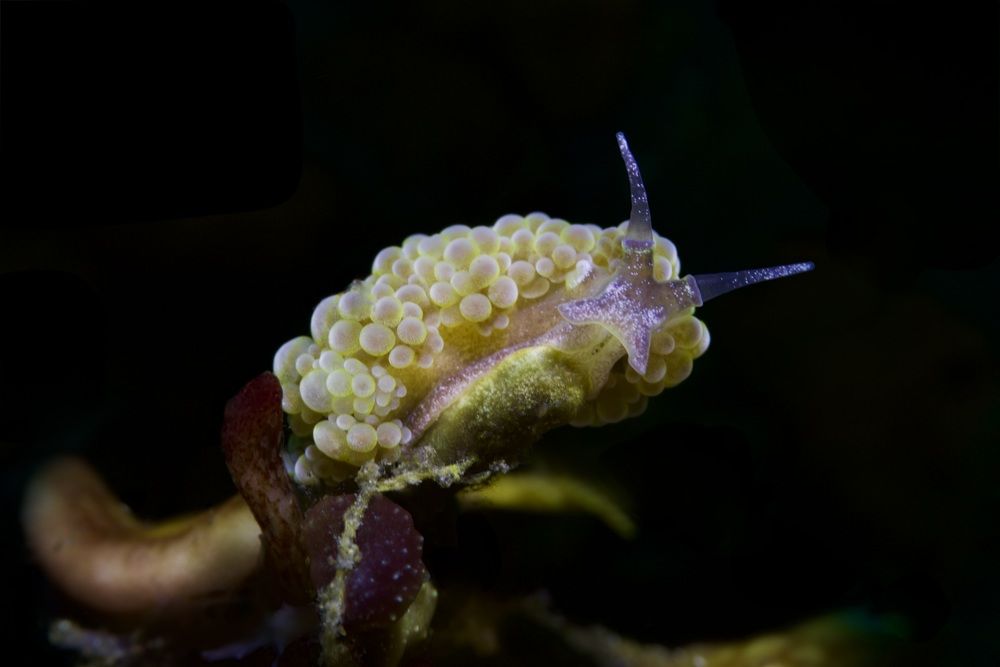 Doto ussi, nudibranch