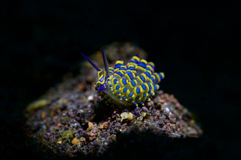 Deceptive Costasiella, nudibranch