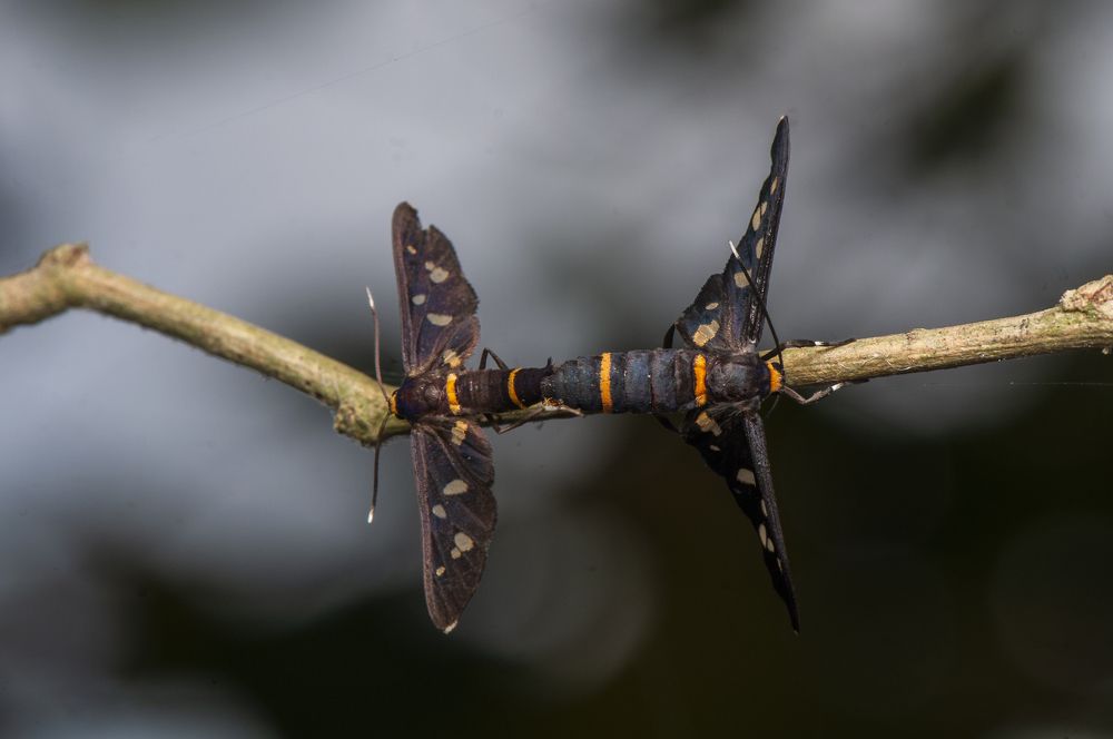 Photograph by Chamara Sulakkhana Polwatta Siriyalage