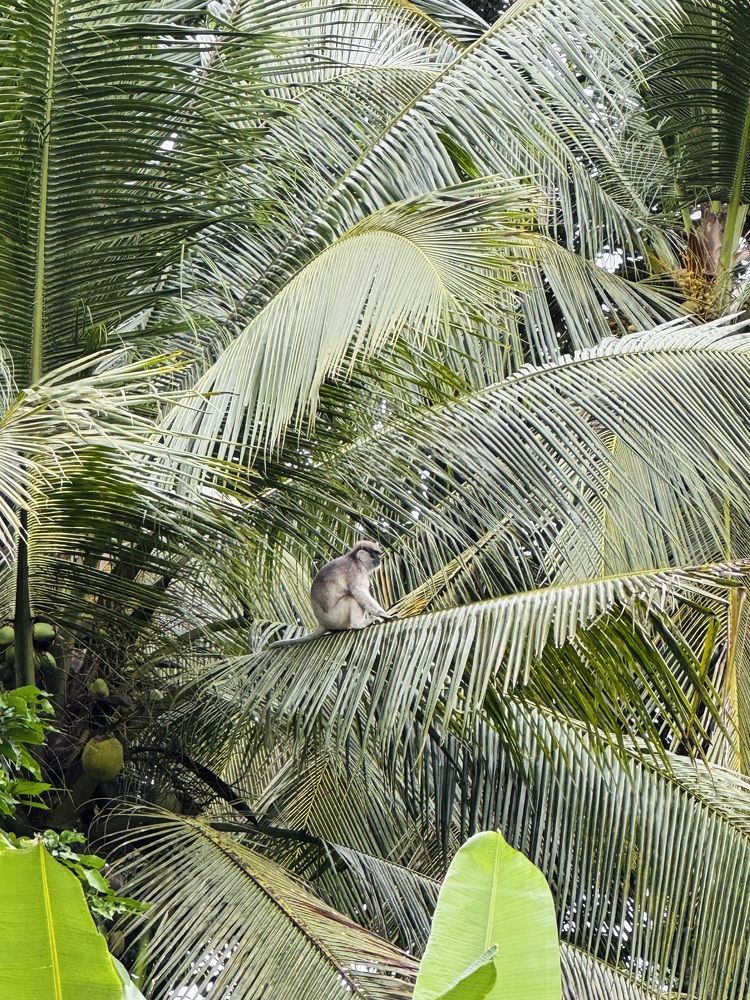 Photograph by Naveena Wimalarathne