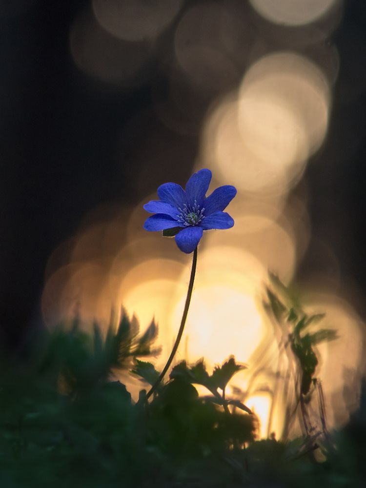 Photograph by Борис Журавлёв