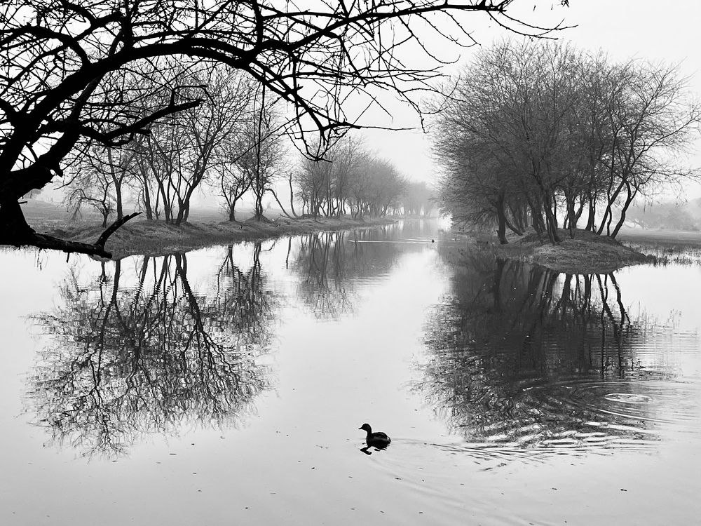 Фотография автора BIPLAB MISRA