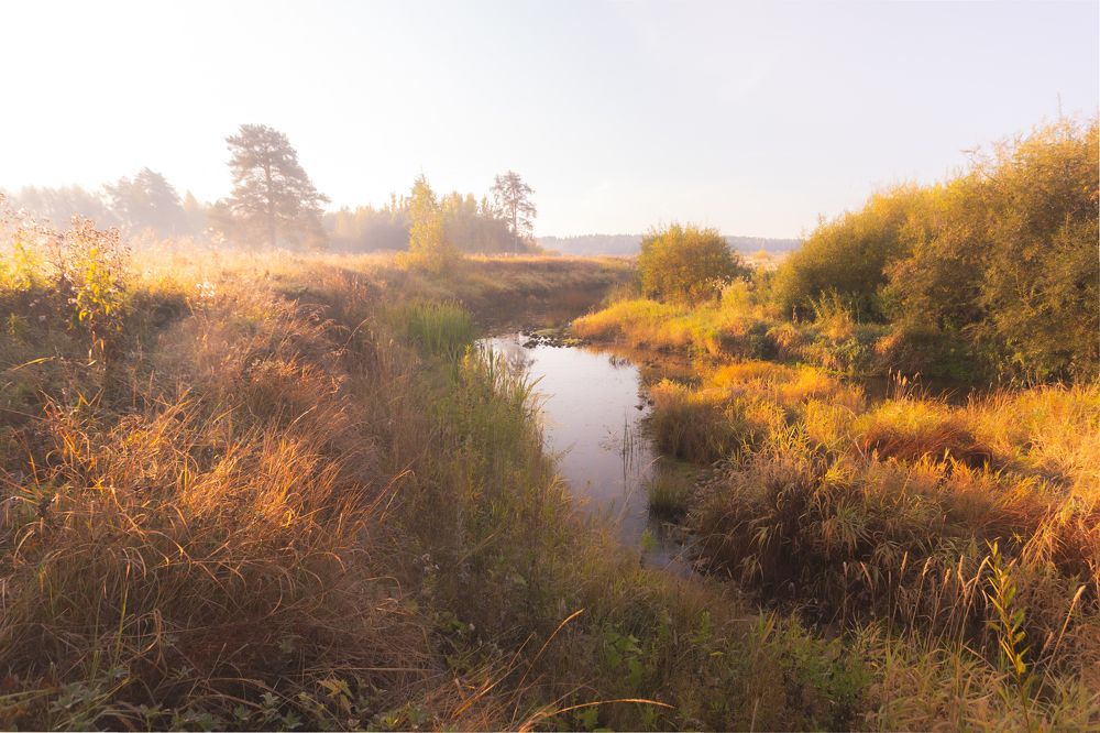Утром на речке