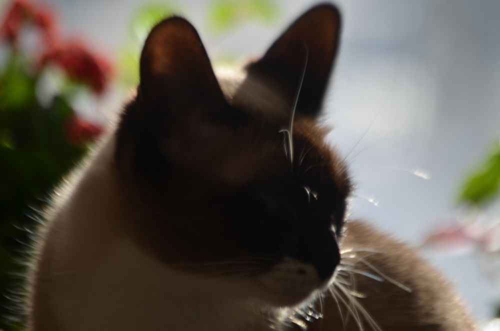 Photograph by Valentina