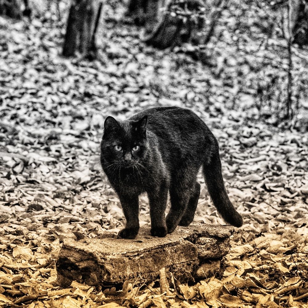 Photograph by Василиса Прекрасная