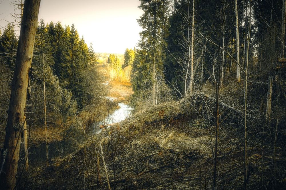 Медвежий угол