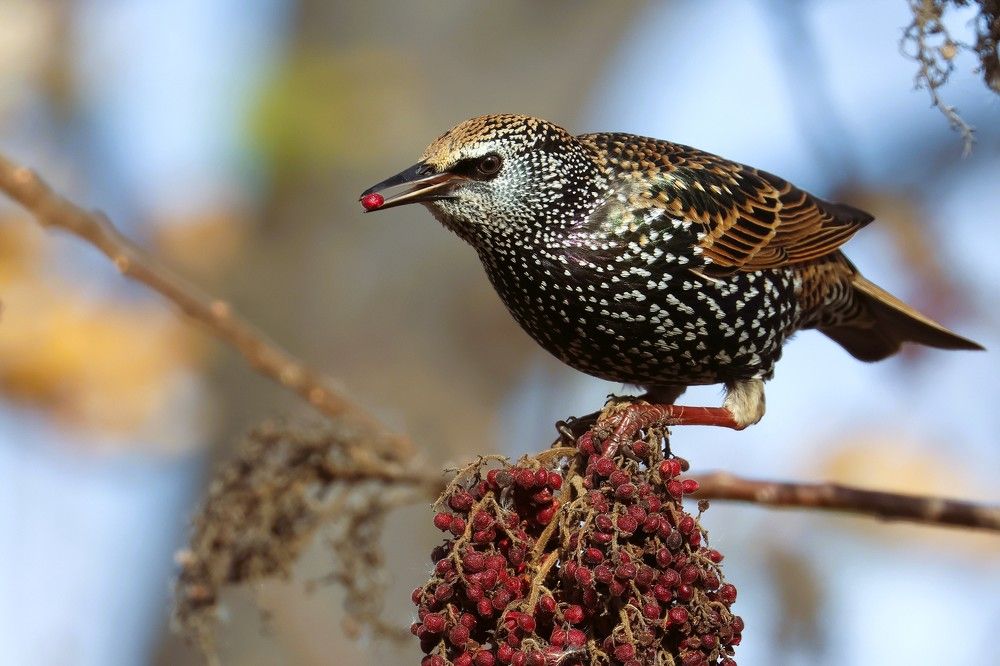 Photograph by Suhas Jadhav
