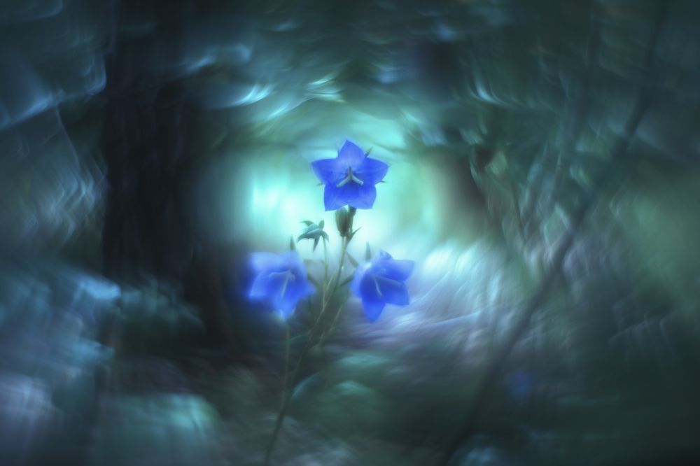 Photograph by Nephotograph