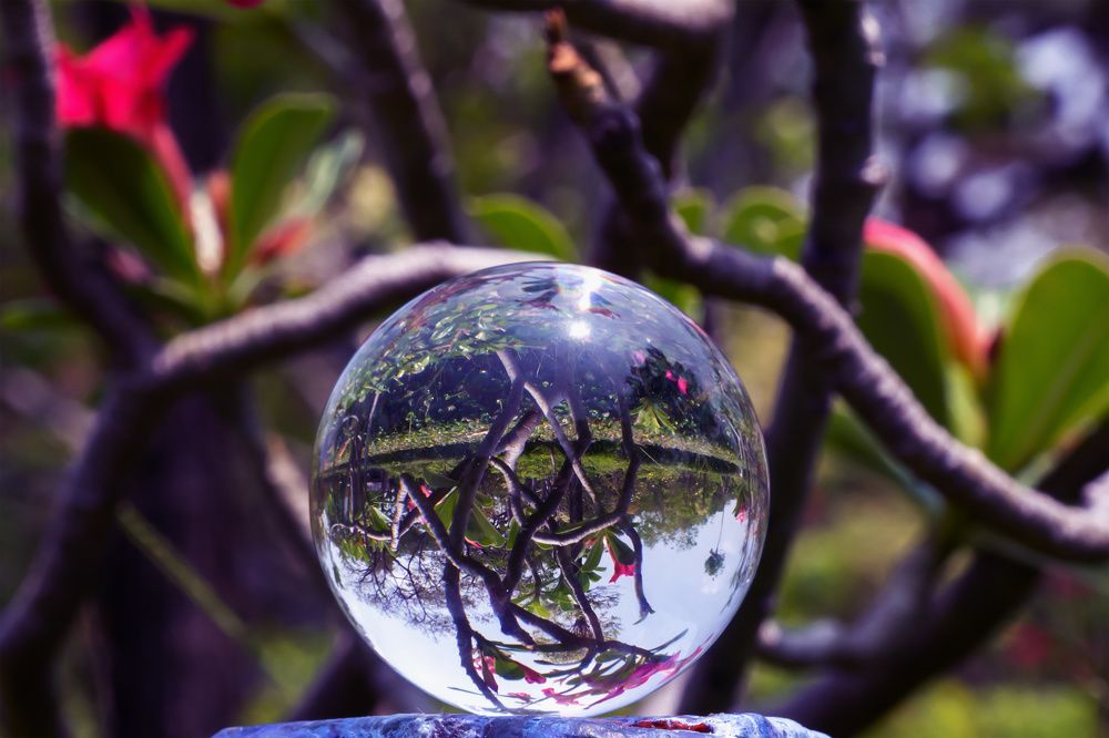 стеклянный шар и тропический сад