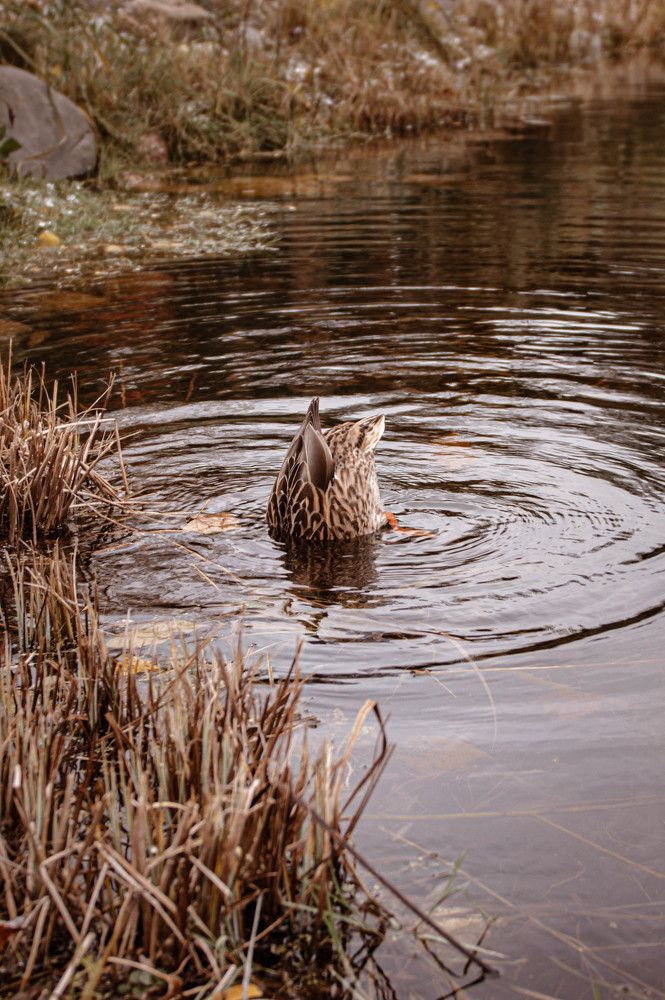 Photograph by Ангелина Ларина