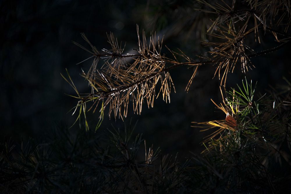 Photograph by Дария Ризниченко