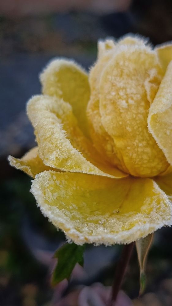 Ледяные оковы