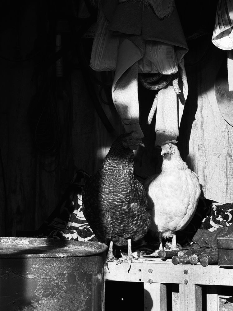 Фотография автора Дарья Викторова