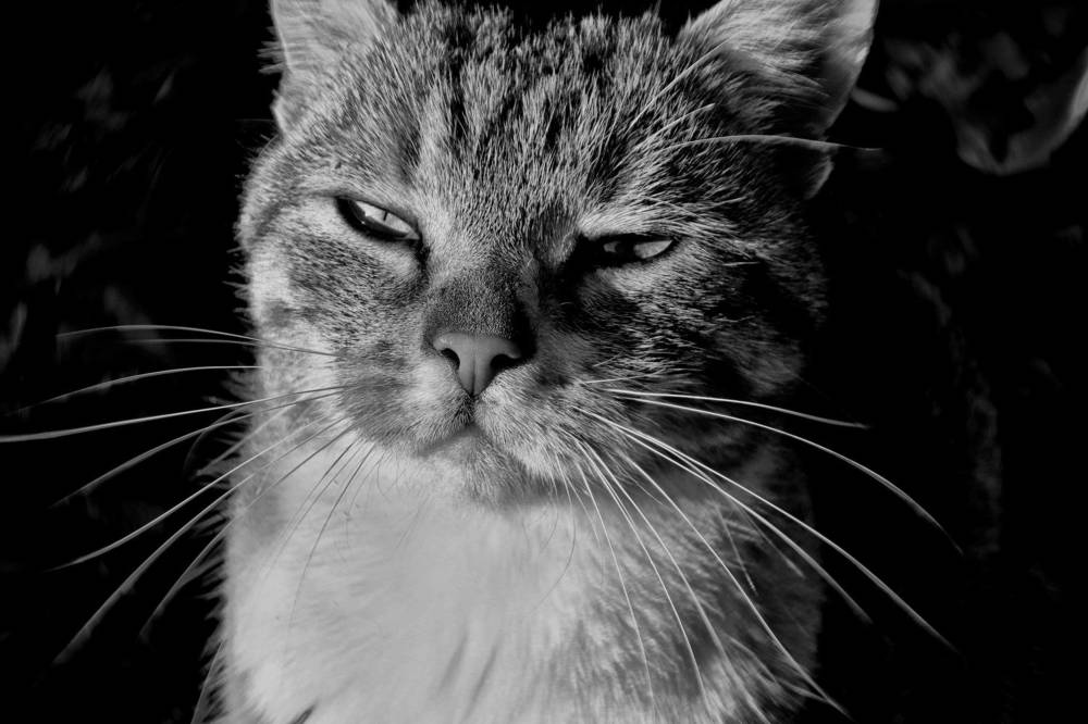 Фотография автора Füleki Elvíra