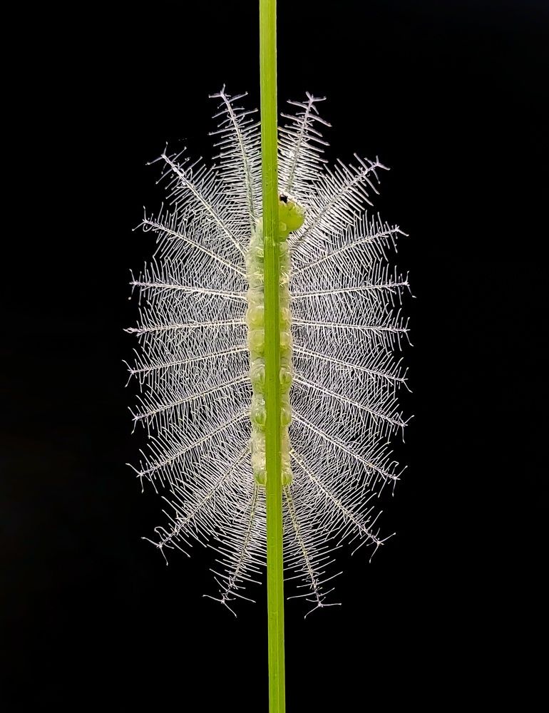 Photograph by Ananta Ghosh